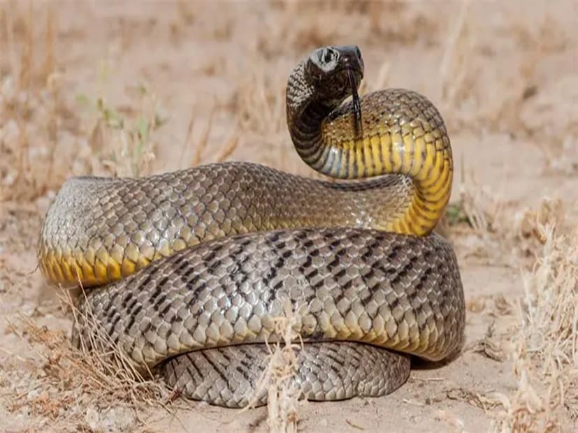 ইনল্যান্ড তাইপান: মরুভূমির মাঝখানে (কুইন্সল্যান্ড-দক্ষিণ অস্ট্রেলিয়ার চ্যানেল কান্ট্রি) বাস করা নিভৃতচারী এ সাপকে “ফিয়ার্স স্নেক”ও বলে। এর এলডি৫০ (এস.সি.) মাত্র ০.০২৫ মি.গ্র./কেজি। বর্তমান পর্যন্ত স্থলভাগের সবচেয়ে বিষধর সাপ। গড় লম্বা ১.৮ মিটার, গা বাদামি-হলুদ; শীতকালে গা গাঢ় হয় উষ্ণতা ধরে রাখতে। নিশাচর ইঁদুর-খেকো; মানুষ দেখে পালিয়ে যায়, তবে চাপে পড়লে একাধিকবার ছোবল দিতে পারে।