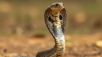 Representative Image Representative Image