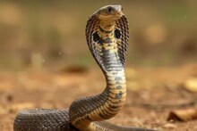 Snake Bite: জমির মধ্যে ঘাপটি মেরে লুকিয়ে ছিল 'মহাবিপদ'! জল দিতে গিয়ে প্রাণে বাঁচল না যুবক, বাড়িতে হাহাকার