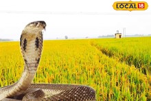 Snake: চন্দ্রবোড়ার ভয়ে কাঁটা, চাষিদের মধ্যে আতঙ্ক! কীভাবে এই বিষধর সাপের উৎপাত থেকে রেহাই পাবেন জেনে নিন