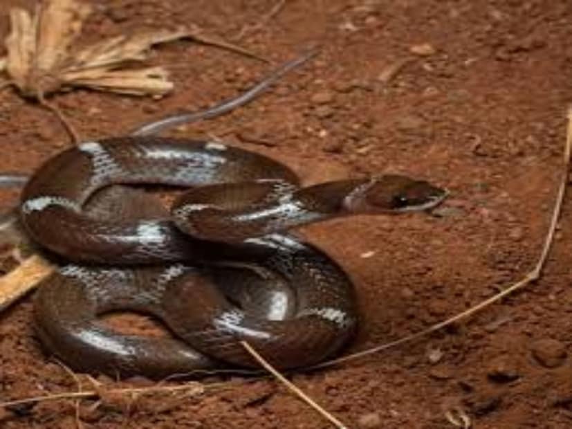 বেশ কয়েকটি ঘরোয়া জিনিসের বিকল্প এক্ষেত্রে দুর্দান্ত কার্যকরী ভূমিকা নিতে পারে। আসলে কিছু কিছু হাতের নাগালে থাকা জিনিসই যে সাপের জন্য ভয়ঙ্কর হয়ে উঠতে পারে শুধু সেগুলির তীব্র গন্ধের জন্য, তা বোধহয় আমাদের অনেকেরই ধারণার বাইরে।