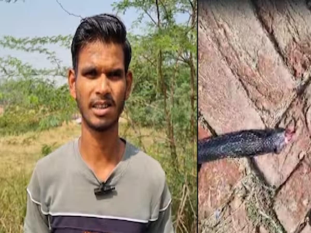 Uttar Pradesh, Hardoi, snake bite, farmer Punit, cobra, man bites snake, bizarre incident, snake attack, Hardoi Medical College, antivenom, snakebite treatment, king cobra, rural Uttar Pradesh, fatal reaction, bitten in anger, human vs snake, rare event, উত্তর প্রদেশ, হারদোই, সাপের কামড়, কৃষক পুণিত, গোখরা সাপ, সাপকে কামড়, অদ্ভুত ঘটনা, সাপের দংশন, হারদোই মেডিকেল কলেজ, অ্যান্টিভেনম, সাপ কামড়ের চিকিৎসা, কিং কোবরা, গ্রামীণ উত্তর প্রদেশ, প্রাণঘাতী প্রতিক্রিয়া, রাগে কামড়, সাপ ও মানুষ, বিরল ঘটনা