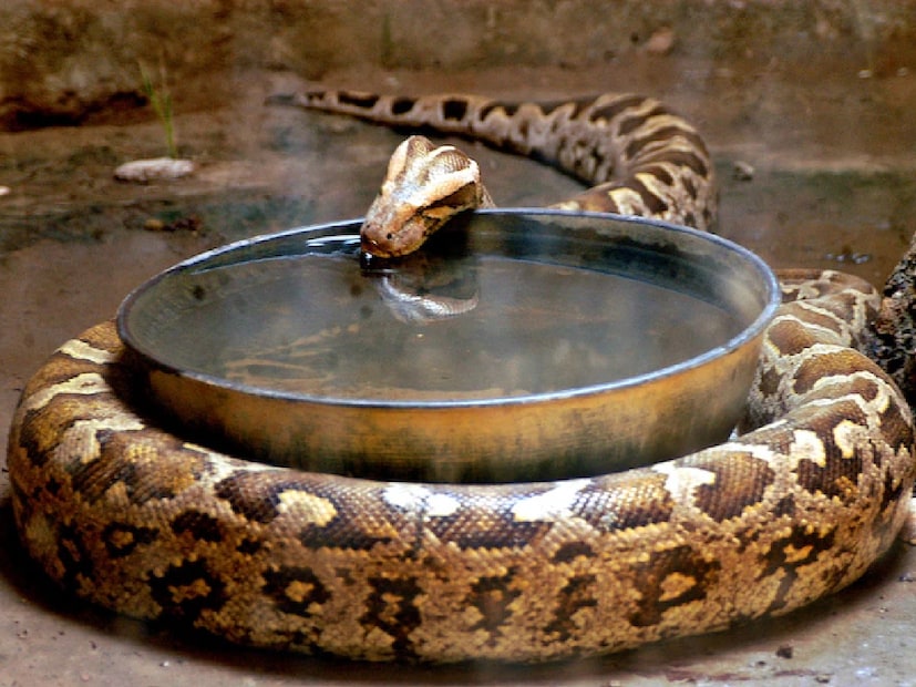 মধ্যপ্রদেশের খান্ডওয়া, বুরহানপুর, খারগোন, হারদা এবং দেওয়াস জেলা, যেগুলো ‘সার্পেন্ট ওয়ার্ল্ড’ নামে পরিচিত, সেসব এলাকায় অজগরের সংখ্যা তুলনামূলকভাবে বেশি। এই জেলাগুলির পাহাড়ি এলাকা, বনভূমি ও জলাশয়ের আশেপাশে তারা বাস করে। শীত পড়ার সঙ্গে সঙ্গে তারা গর্ত বা জলাশয় থেকে বেরিয়ে রোদ পোহানোর জন্য খোলা জায়গার দিকে চলে আসে। গ্রামীণ এলাকায় অনেক সময় মাঠে কাজ করা মানুষ বা রাস্তায় বসে রোদ পোহানো গ্রামবাসীরা হঠাৎ এই বিশালাকার সাপ দেখে আতঙ্কে পড়ে যান।