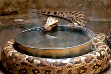 শীত এলেই সাপেরা কোথায় 'ভ্যানিশ' হয়ে যায় জানেন? ঘুম নাকি জীবনই শেষ? বিজ্ঞানীরা যা বলছেন