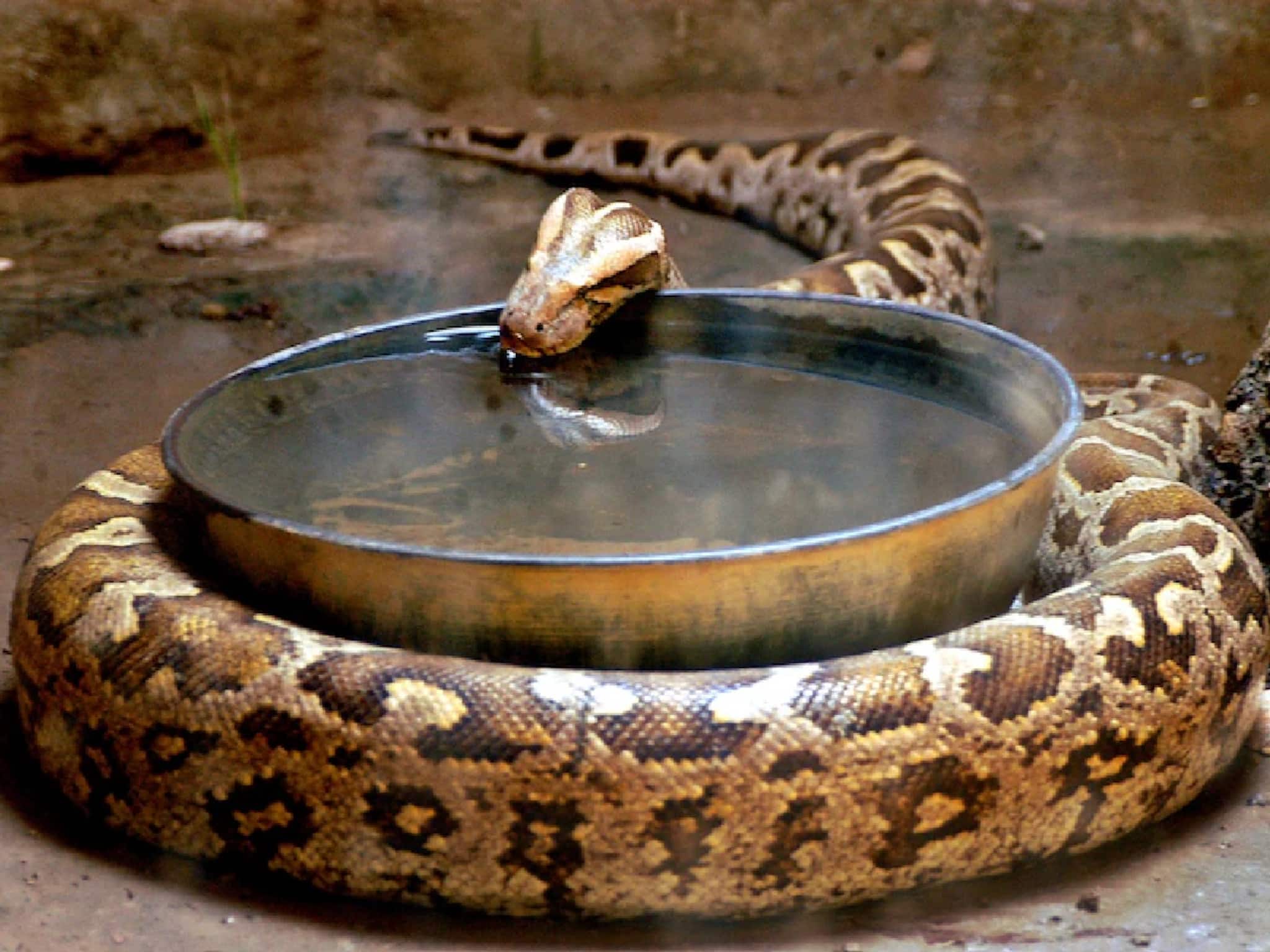 শীত এলেই সাপেরা কোথায় 'ভ্যানিশ' হয়ে যায় জানেন? ঘুম নাকি জীবনই শেষ? বিজ্ঞানীরা যা বলছেন