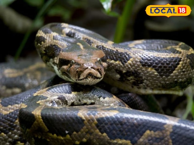 বনদফতরের কর্মকর্তারা জানিয়েছেন, যদি কখনও অজগর বা অন্য কোনও সাপ চোখে পড়ে, তাকে মারার বা তাড়ানোর চেষ্টা করবেন না। সঙ্গে সঙ্গে স্থানীয় বন দফতর বা সাপ উদ্ধারকারী দলের সঙ্গে যোগাযোগ করুন। এই প্রশিক্ষিত দল নিরাপদ উপায়ে সাপটিকে ধরতে পারে এবং তাকে তার স্বাভাবিক পরিবেশে ফিরিয়ে দেয়।