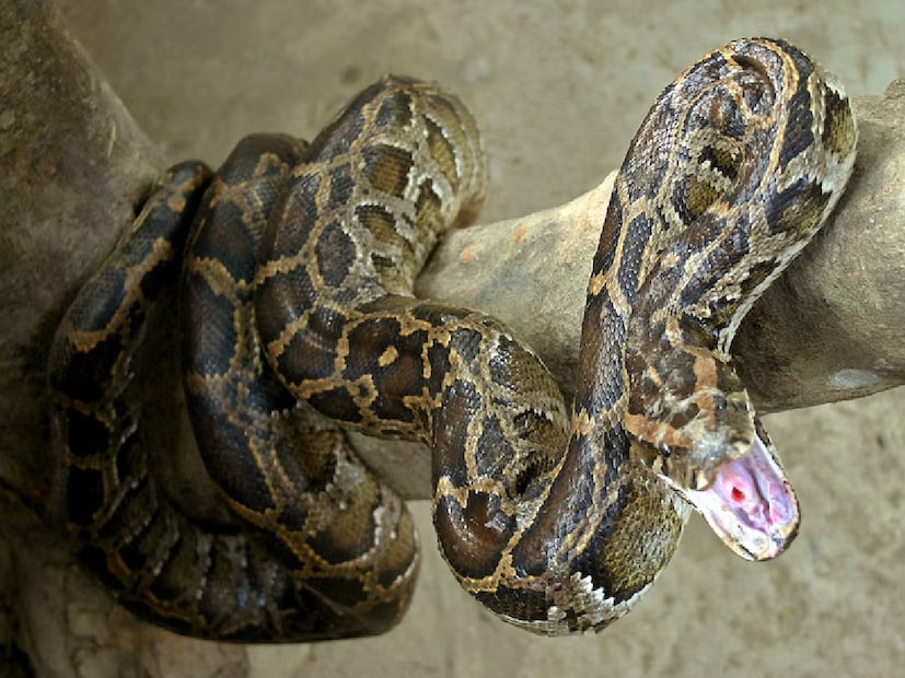 বিশেষজ্ঞরা মনে করিয়ে দিচ্ছেন, অজগর দেখতে যতটা ভয়ানক, প্রকৃতিতে তাদের ভূমিকা ততটাই গুরুত্বপূর্ণ। তারা মাঠের ইঁদুর, খরগোশ ও ছোট প্রাণী শিকার করে ফসলের ক্ষতি কমায় এবং পরিবেশের ভারসাম্য বজায় রাখে। তাই অজগর দেখলে ভয় না পেয়ে, নিরাপদে তাকে বনে ফেরানোই প্রকৃত সমাধান।