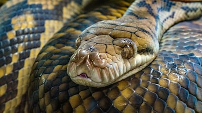 Snake Bite