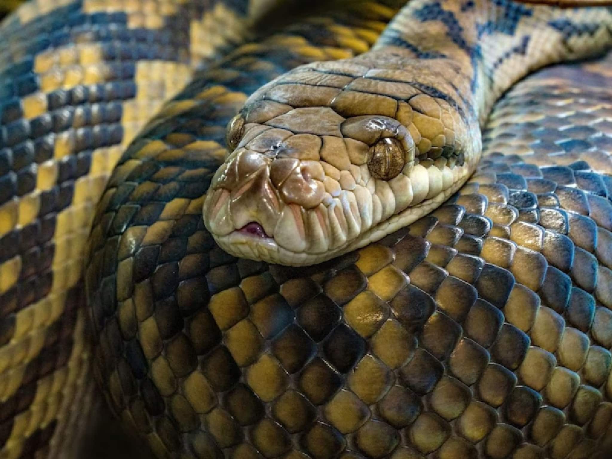 শীতেই বেরোয় ফোঁসফোঁস করে, বিশাল বড় সাপের প্যাঁচে দুমড়ে মুচড়ে যাবে যে কোনও প্রাণী! বাঁচতে না জানলে এক মিনিটে খেল খতম