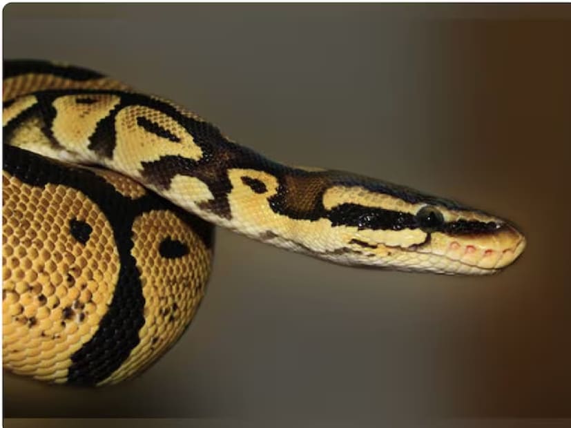 এই শীতের মরশুমে যখন সবাই গরম কাপড়ে নিজেকে মুড়িয়ে নিচ্ছে, তখন প্রকৃতির আর এক নিঃশব্দ বাসিন্দাও নিজের ছন্দ বদলাচ্ছে—অজগর সাপ। বর্ষা বিদায়ের পর যখন হালকা ঠান্ডা পড়তে শুরু করেছে, তখনই বিশেষজ্ঞরা সতর্ক করছেন এক নতুন বিপদের কথা—শীতের রোদে বেরিয়ে পড়ছে অজগর, আর তাদের উপস্থিতি দ্রুত বাড়ছে।