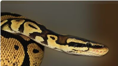 ভয়ঙ্কর সাপ উদ্ধারভয়ঙ্কর সাপ উদ্ধার