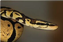 Snake: জঙ্গল ছেড়ে গৃহস্থের বাড়িতে ১৫ ফুটের ভয়ঙ্কর সাপ! উদ্ধার করতে যেতেই আঁতকে উঠলেন সকলে