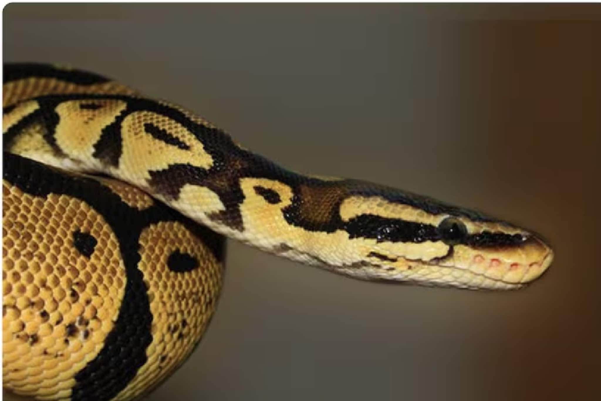 জঙ্গল ছেড়ে গৃহস্থের বাড়িতে ১৫ ফুটের বিশাল সাপ! উদ্ধার করতে যেতেই আঁতকে উঠলেন সকলে