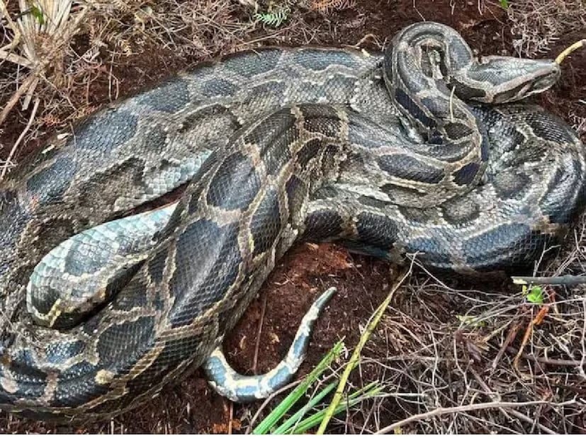 মানুষ যেমন ঋতুর সঙ্গে জীবনযাপন বদলায়, তেমনি সাপেরাও বদলায় নিজেদের অভ্যাস। শীতে বিষধর সাপ যেমন কম দেখা যায়, অজগরেরা তখন আরও সক্রিয় হয়ে ওঠে। বনদফতরের পরামর্শ, অযথা ভয় না পেয়ে সতর্ক থাকা এবং সাপ দেখলেই বনদফতরকে জানানোই সবচেয়ে বুদ্ধিমানের কাজ।