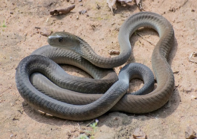 এই সময় তারা নিরাপদ জায়গায় আশ্রয় নেয় — যেমন মাটির গর্তে, পাথরের ফাঁকে, গাছের শেকড়ের নিচে বা পরিত্যক্ত গুহায়। এই দীর্ঘ নিদ্রাকালকে বলা হয় হাইবারনেশন বা শীতনিদ্রা (Hibernation)।