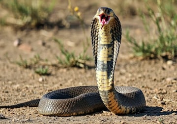 শীত এলেই সাপেরা কোথায় 'ভ্যানিশ' হয়ে যায় জানেন? ঘুম নাকি জীবনই শেষ? বিজ্ঞানীরা যা বলছেন শীত এলেই সাপেরা কোথায় 'ভ্যানিশ' হয়ে যায় জানেন? ঘুম নাকি জীবনই শেষ? বিজ্ঞানীরা যা বলছেন