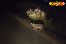 Fox Attack: রাত নামলেই শুনশান রাস্তাঘাট, দিনেও কাজে যেতে হচ্ছে দল বেঁধে! দিনরাত শিয়ালের তাণ্ডবে অতিষ্ঠ সোনপলাশী