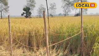 এই ধানক্ষেত থেকেই উদ্ধার কঙ্কাল এই ধানক্ষেত থেকেই উদ্ধার কঙ্কাল