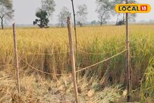 South 24 Parganas News: দুর্গাপুজোর আগে নিখোঁজ যুবকের কঙ্কাল উদ্ধার ধানক্ষেত থেকে! পোষাক দেখে চিনল পরিবার