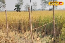 দুর্গাপুজোর আগে নিখোঁজ যুবক, ধানক্ষেতে উদ্ধার কঙ্কাল! পোষাক দেখে চিনল পরিবার