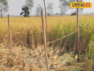 এই ধানক্ষেত থেকেই উদ্ধার কঙ্কাল