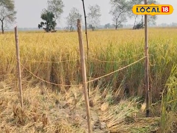 এই ধানক্ষেত থেকেই উদ্ধার কঙ্কাল