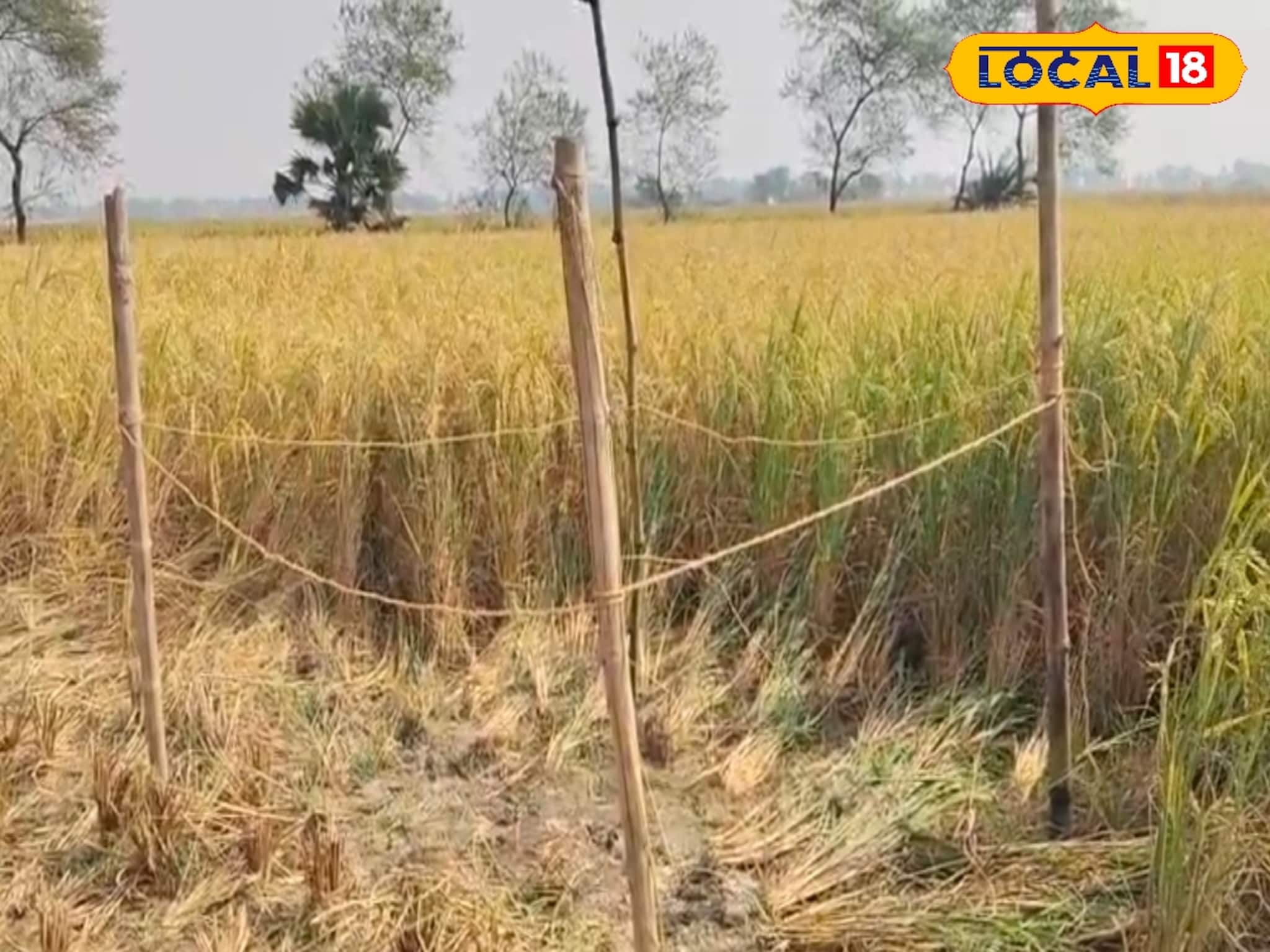 South 24 Parganas News: দুর্গাপুজোর আগে নিখোঁজ যুবকের কঙ্কাল উদ্ধার ধানক্ষেত থেকে! পোষাক দেখে চিনল পরিবার