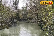 Sundarban Mangrove: সুন্দরবনে ম্যানগ্রোভের 'শিরে সংক্রান্তি', পোকায় খেয়ে ফাঁকা করে দিচ্ছে জঙ্গল! সমাধান খুঁজছেন বিশেষজ্ঞরা