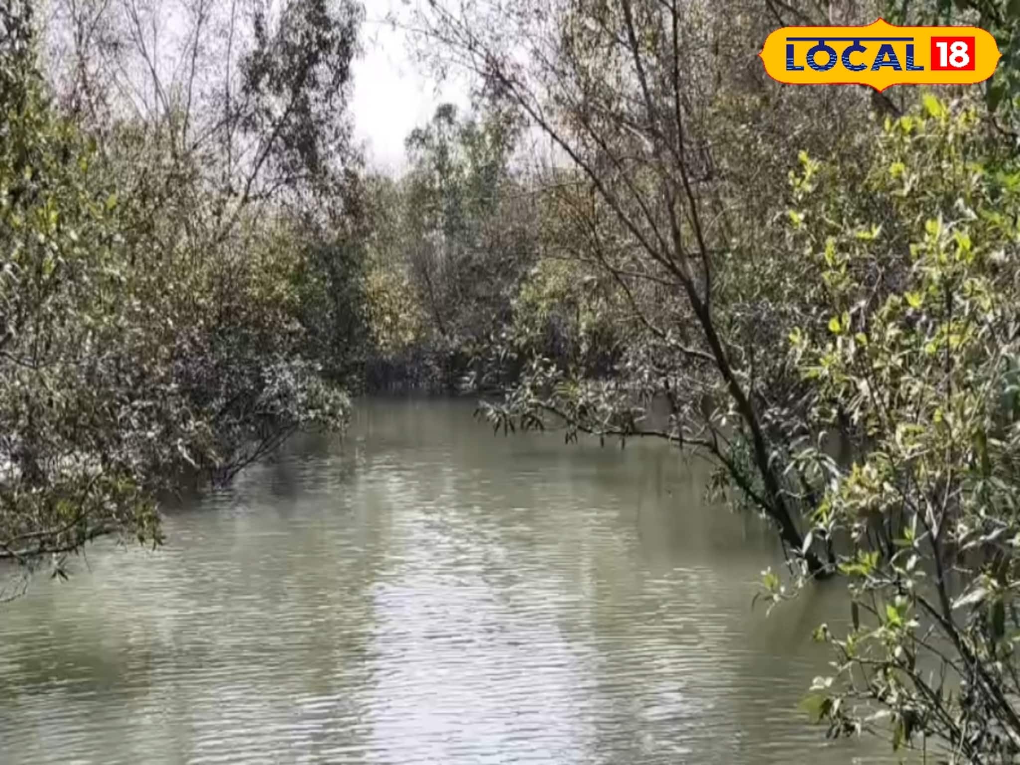 South 24 Parganas News: ধ্বংস হচ্ছে সুন্দরবনের ম্যানগ্রোভ গাছ , রইল ভিডিও