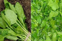 শাক ভাল করে না ধুলেই বিপদ! মেথি ও পালং পরিষ্কার করা এখন খুব সহজ! কয়েক মিনিটেই ময়লা উধাও