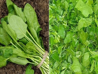 শাক ভাল করে না ধুলেই বিপদ! মেথি ও পালং পরিষ্কার করা এখন খুব সহজ! কয়েক মিনিটেই ময়লা উধাও