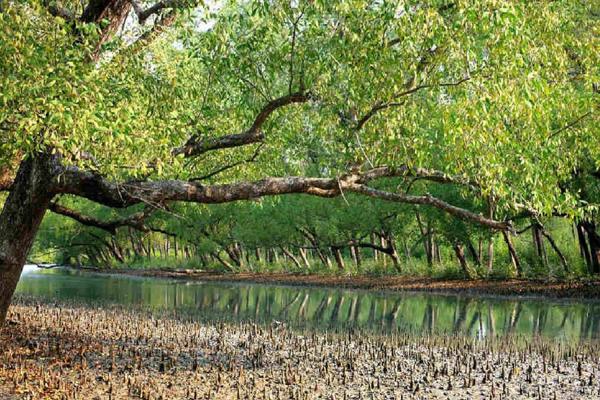 World Bank-র সাহায্যে সুন্দরবনের ব্যাপক উন্নয়ন, ৪ হাজার ১০০ কোটি টাকার প্রকল্প হবে বাস্তব