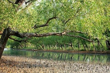 Sundarban Development: World Bank-র সাহায্যে সুন্দরবনের ব্যাপক উন্নয়ন, ৪ হাজার ১০০ কোটি টাকার প্রকল্প হবে বাস্তবায়ন