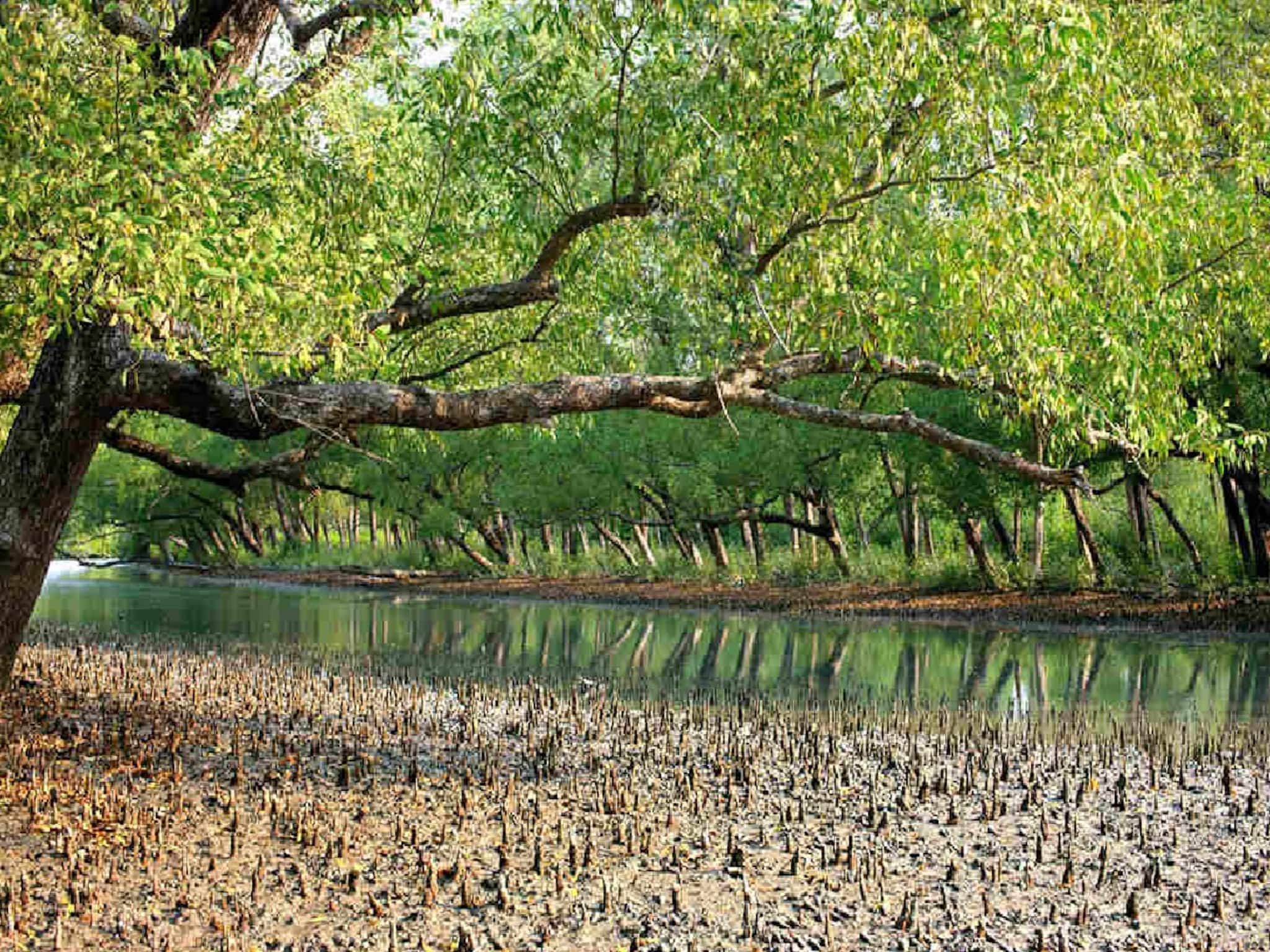 Sundarban Development: World Bank-র সাহায্যে সুন্দরবনের ব্যাপক উন্নয়ন, ৪ হাজার ১০০ কোটি টাকার প্রকল্প হবে বাস্তবায়ন