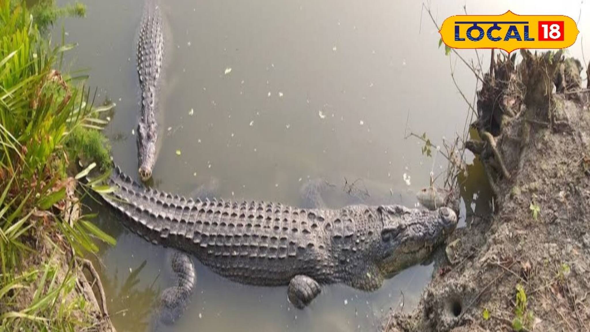 সুন্দরবনে বাঘের পর এবার কুমির গণনা, ডিসেম্বরে শুরু হবে কাজ