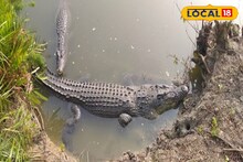 Crocodile Census: সবচেয়ে বেশি কুমির কোথায় আছে, চিহ্নিত হবে 'হটস্পট'! ডিসেম্বরেই সুন্দরবনে শুরু গণনার কাজ