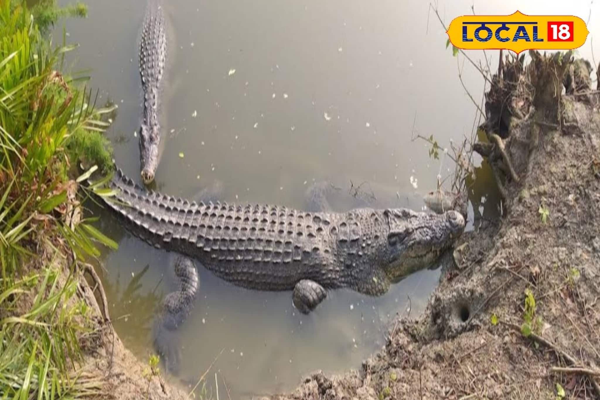 Crocodile Census: সবচেয়ে বেশি কুমির কোথায় আছে, চিহ্নিত হবে 'হটস্পট'! ডিসেম্বরেই সুন্দরবনে শুরু গণনার কাজ