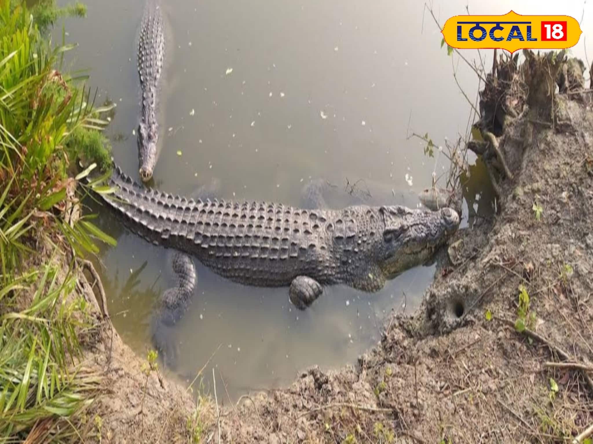 Crocodile Census: সবচেয়ে বেশি কুমির কোথায় আছে, চিহ্নিত হবে 'হটস্পট'! ডিসেম্বরেই সুন্দরবনে শুরু গণনার কাজ