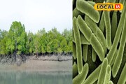 সুন্দরবনে সাড়া ফেলে দেওয়া আবিষ্কার! খোঁজ মিলল প্লাস্টিক খেকো ব্যাকটেরিয়ার