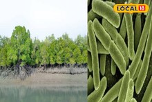 Plastic Eating Bactria: সুন্দরবনে সাড়া ফেলে দেওয়া আবিষ্কার! খোঁজ মিলল প্লাস্টিক খেকো ব্যাকটেরিয়ার, গবেষণা ঘিরে আশার আলো বিজ্ঞান মহলে