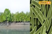 সুন্দরবনে সাড়া ফেলে দেওয়া আবিষ্কার! খোঁজ মিলল প্লাস্টিক খেকো ব্যাকটেরিয়ার