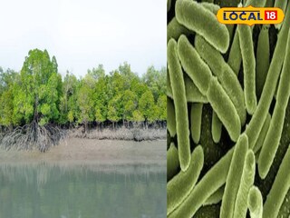 সুন্দরবনে প্লাস্টিক খেকো ব্যাকটেরিয়া সুন্দরবনে প্লাস্টিক খেকো ব্যাকটেরিয়া