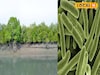 সুন্দরবনে সাড়া ফেলে দেওয়া আবিষ্কার! খোঁজ মিলল প্লাস্টিক খেকো ব্যাকটেরিয়ার