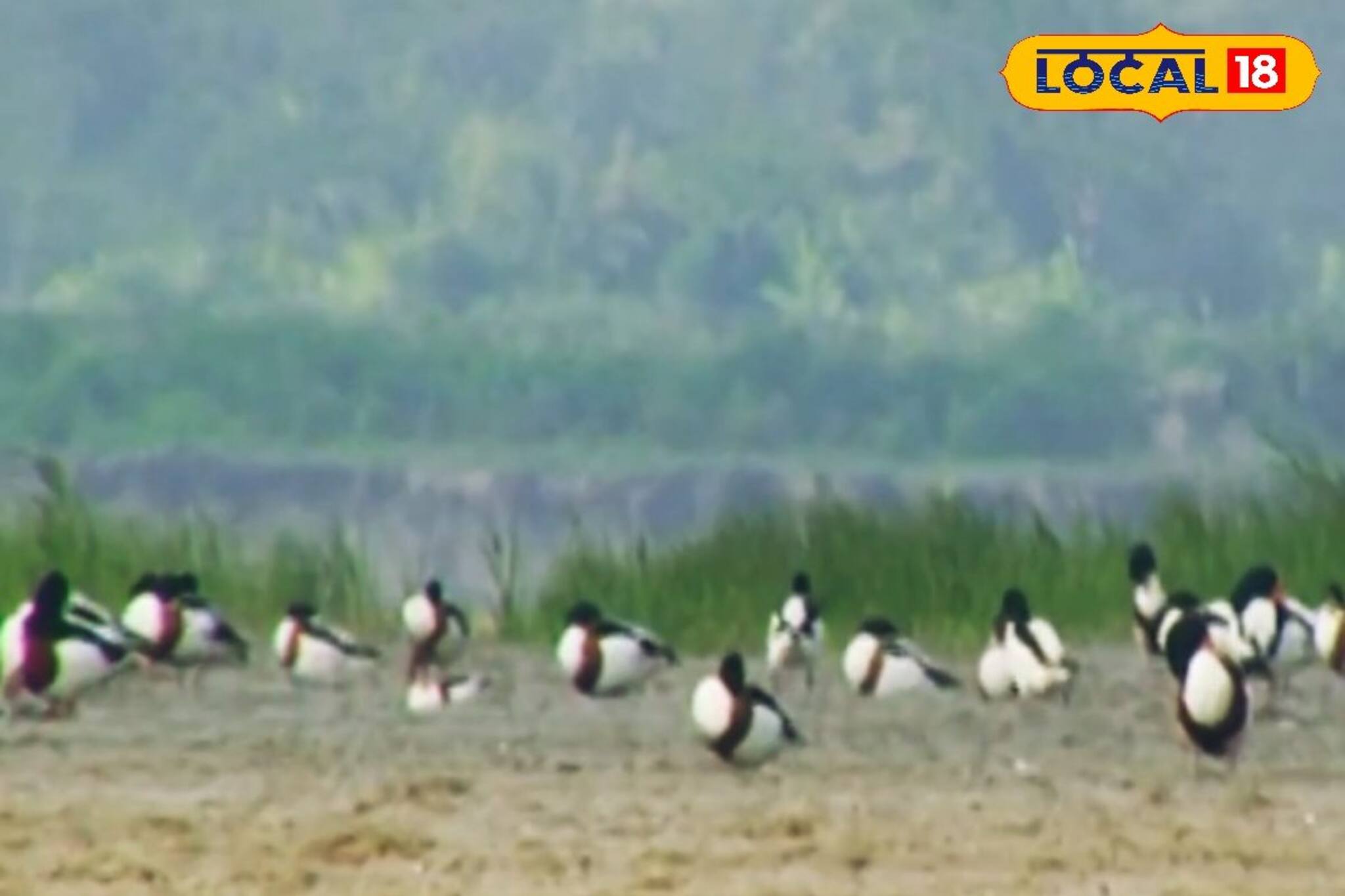 শীতের শুরুতেই সুন্দরবনে যেন পাখির উৎসব, সাইবেরিয়া, বাংলাদেশ থেকে হাজির অতিথিরা