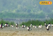 সাইবেরিয়া থেকে সুন্দরবন, শীত পড়তেই 'রঙিন অতিথিদের' ঢল! জলাভূমিতে অপূর্ব দৃশ্য দেখে মুগ্ধ স্থানীয়রা