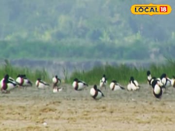 পরিযায়ী