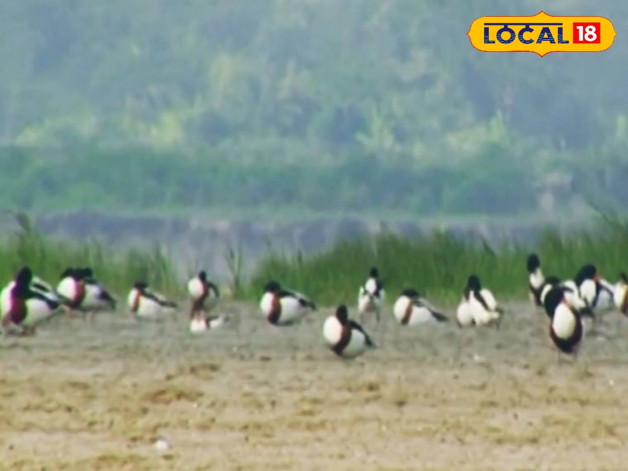 শীতের শুরুতেই সুন্দরবনে যেন পাখির উৎসব, সাইবেরিয়া, বাংলাদেশ থেকে হাজির অতিথিরা