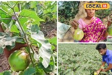 দাম ১২০-১৫০ টাকা, শীত পড়তেই হু হু করে বাড়ছে স্পেশ্যাল তাল বেগুনের চাহিদা! সব জায়গায় আবার মেলে না