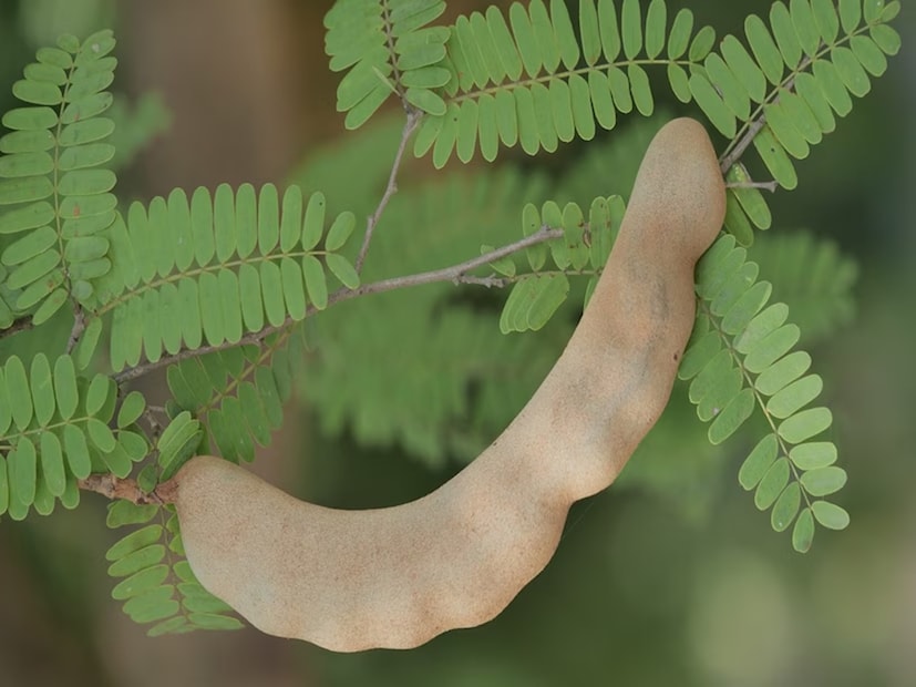 তেঁতুল নিয়মিত খেলে শরীরে রক্তের নানা ধরনের পরিবর্তন হয়। তেঁতুলে উপস্থিত ফেনোলিক যৌগ গুলি কার্ডিওভাসকুলার এবং ইমিউনোলজিক্যাল স্বাস্থ্যের জন্য উপকারী এবং অ্যান্টি-মাইক্রোবিয়াল এবং ক্যান্সারের বিরুদ্ধে কার্যকলাপে নির্দিষ্ট ভূমিকা রাখে তেঁতুল।