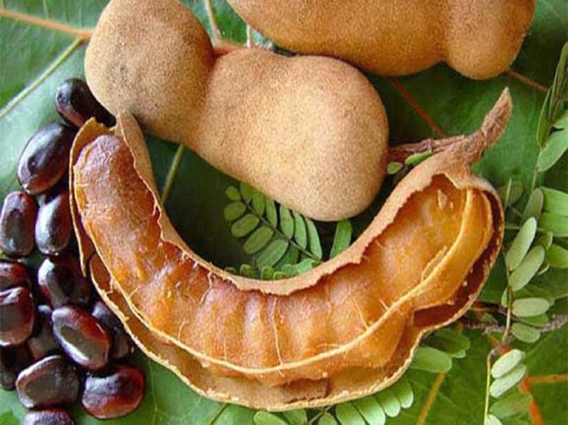 তেঁতুল বেশি খেলে,শরীরে অতিরিক্ত ফ্লোরাইড জল বা অন্যান্য উৎসের মাধ্যমে খাওয়ার কারণে শরীরে বিরূপ প্রভাব ফেলতে পারে। ফ্লুরোসিস হতে পারে।এটি একটি প্রধান স্বাস্থ্য সমস্যা, বিশেষ করে শিশুদের মধ্যে।শরীরে অতিরিক্ত ফ্লোরাইডের পরিমাণ কমাতে, প্রতিদিন দশ গ্রাম তেঁতুল খাওয়ার পরামর্শ দেন বিশেষজ্ঞরা।